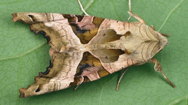 Angle shades moth
