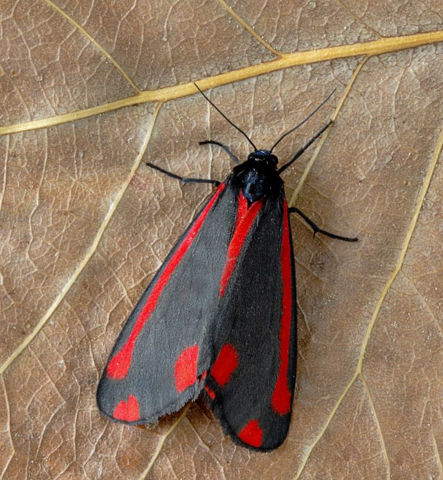 Cinnabar moth