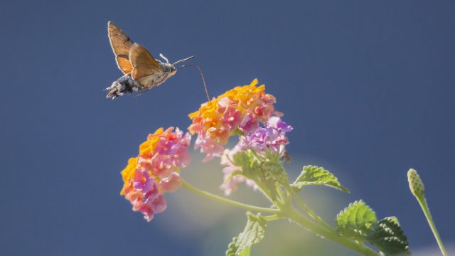 Hummingbird hawkmoth