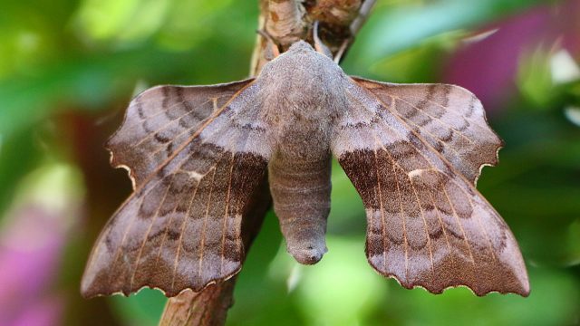 Poplar hawk-moth