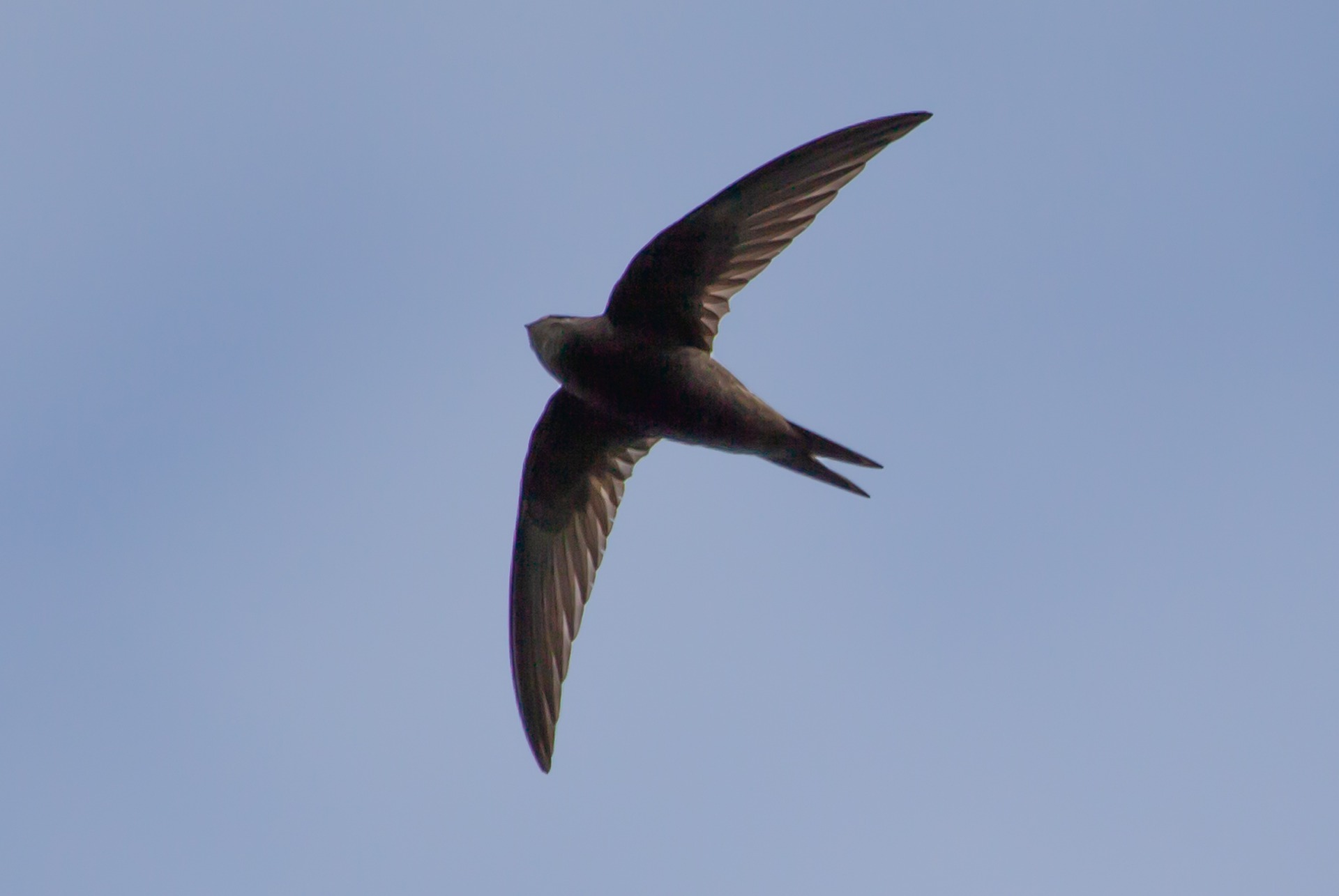 Swift in flight
