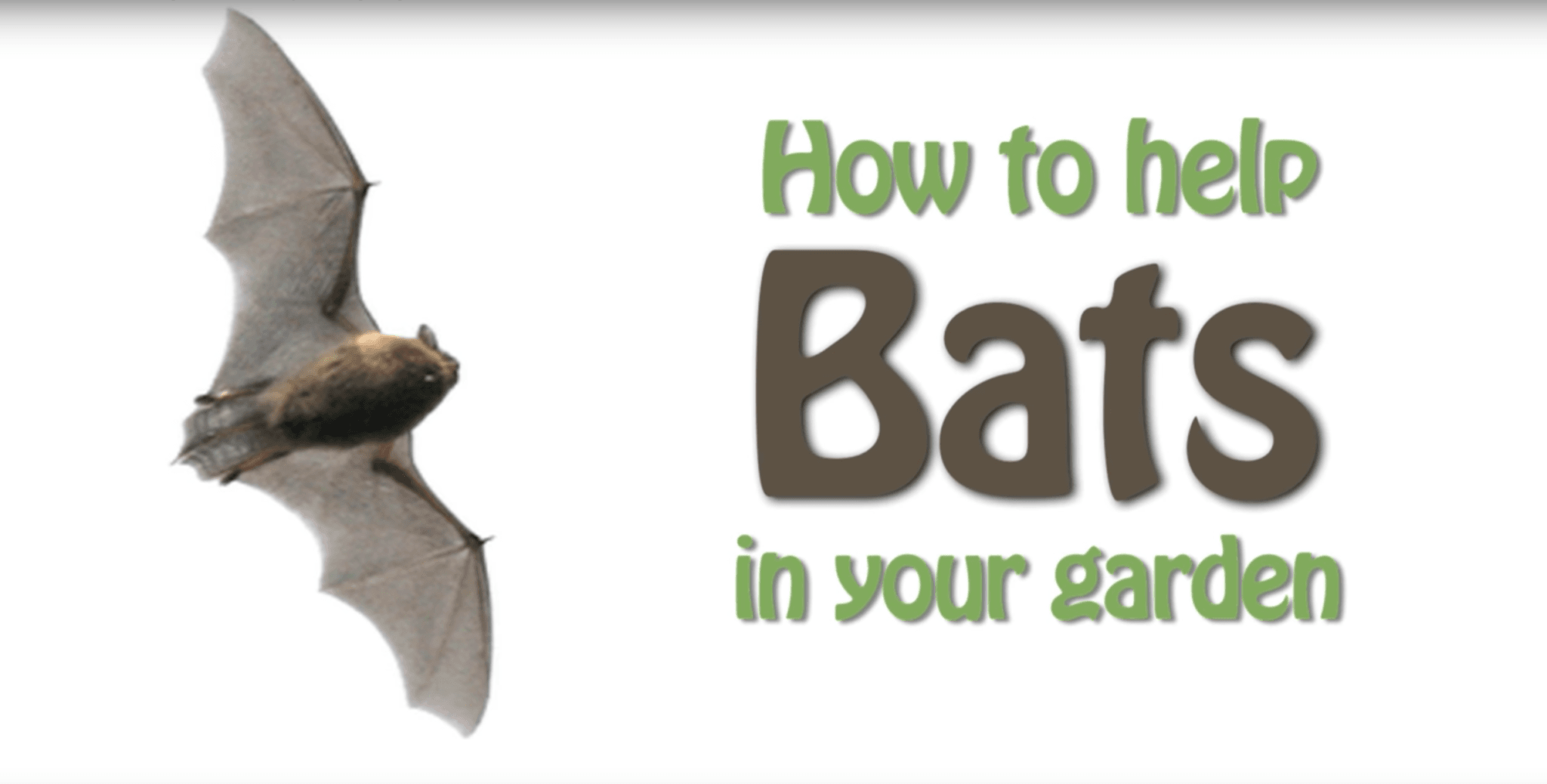 How to help bats in your garden The Wildlife Garden Project