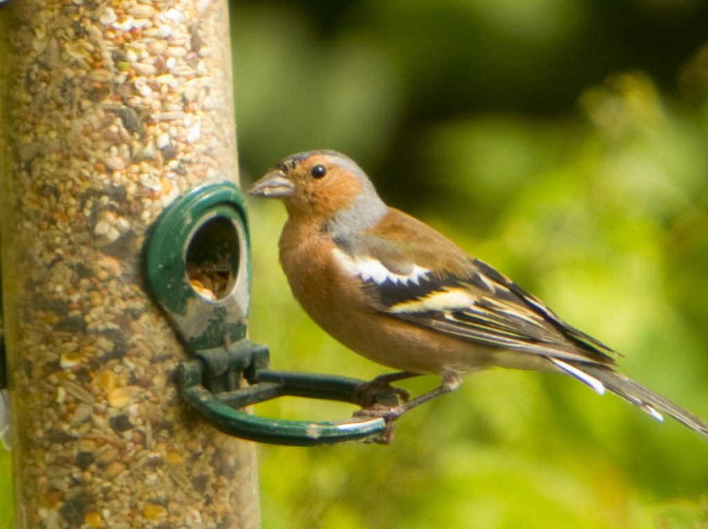 Chaffinch on feeder