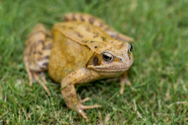 Frog on lawn