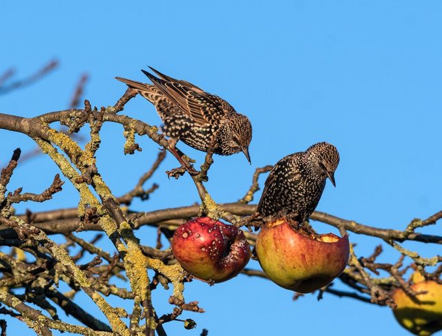 2 starlings on an apple tree
