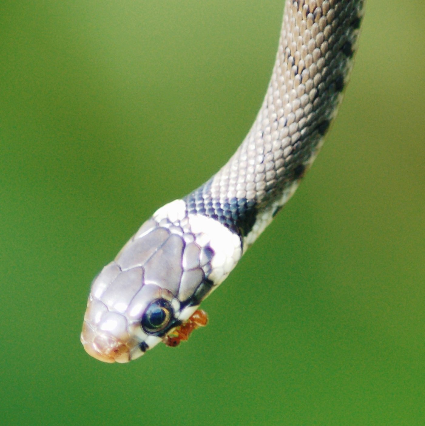 Grass snake