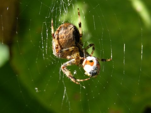 Spider on web with eggs
