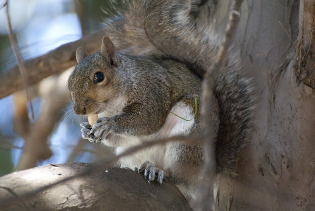 Grey squirrel eating in a tree