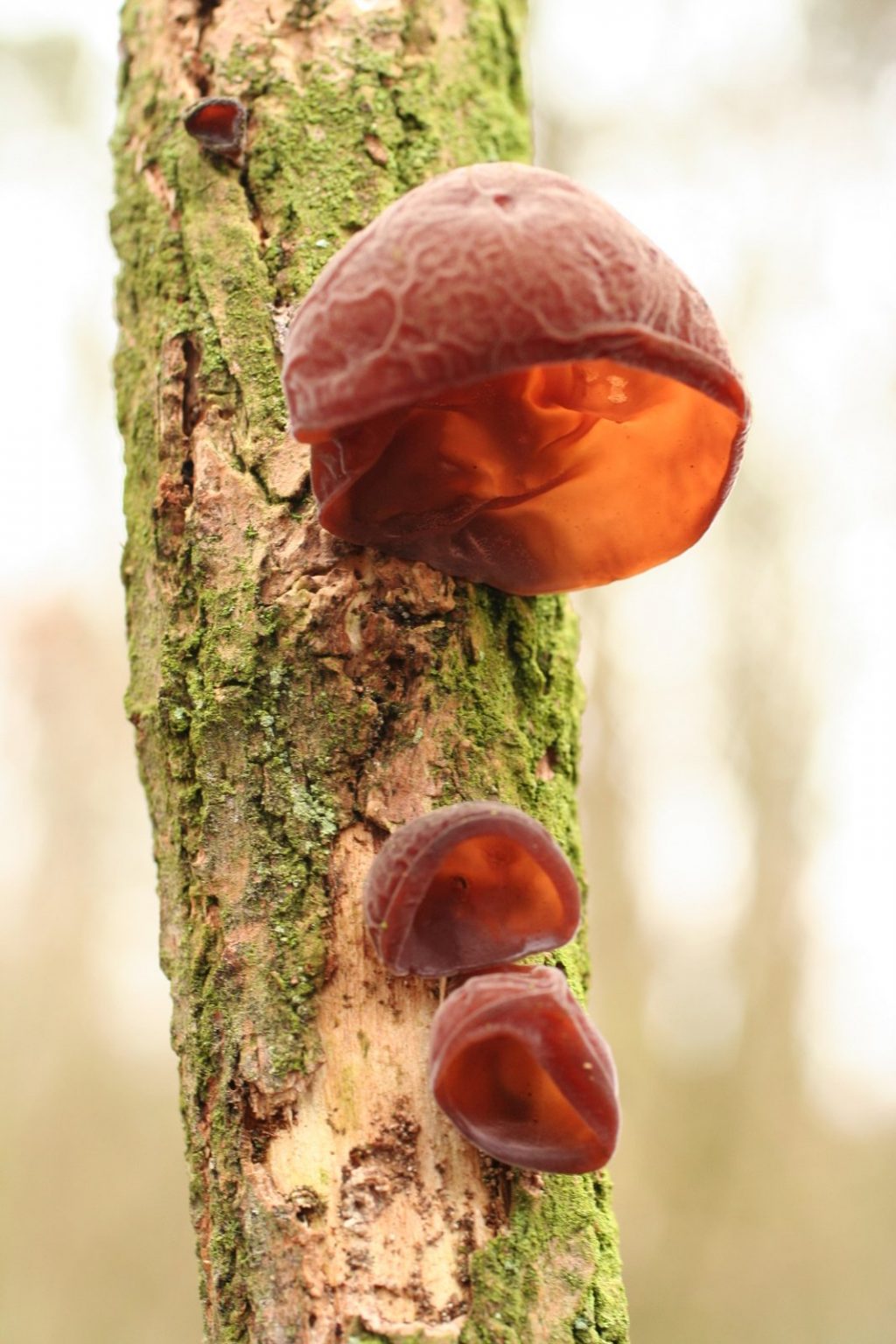 Fungi on tree