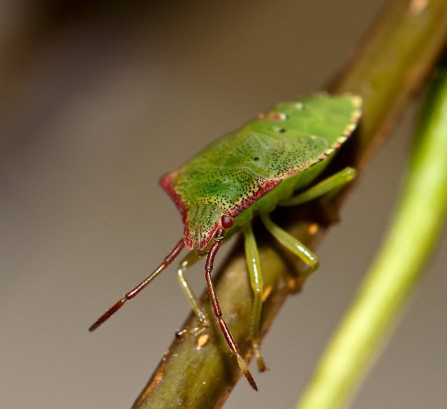 Hawthorn shield bug on a stem
