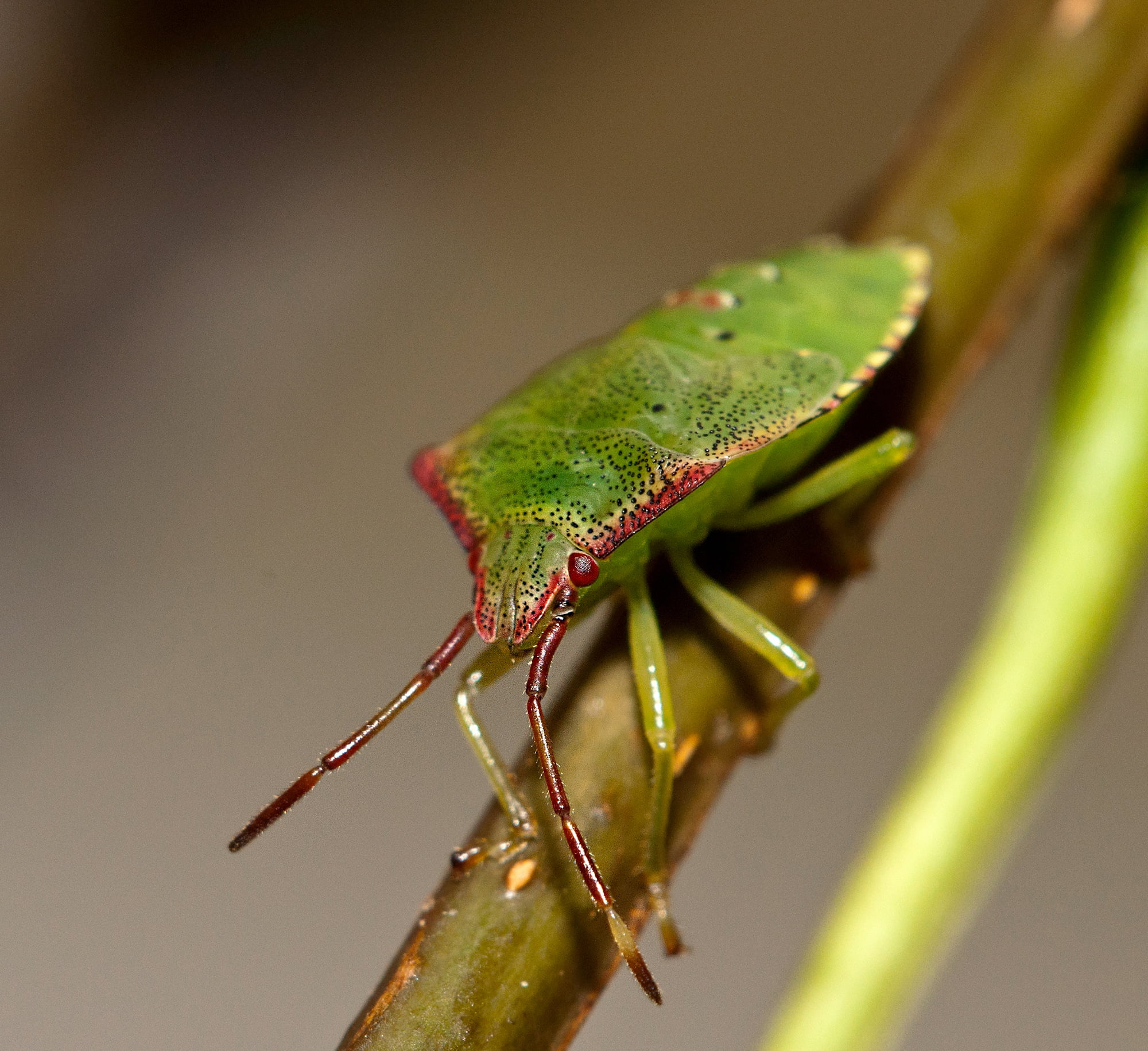 Hawthorn shield bug on a stem