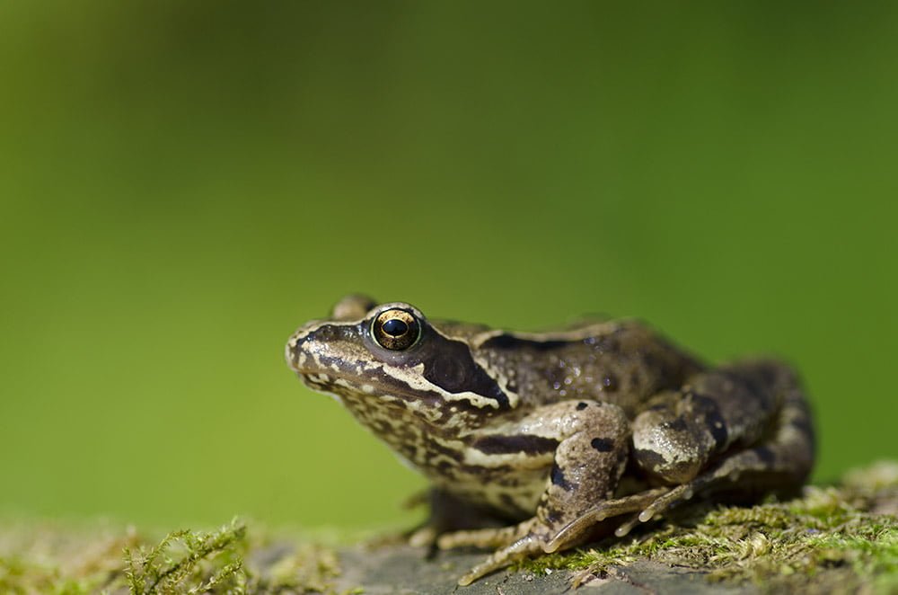 Common frog
