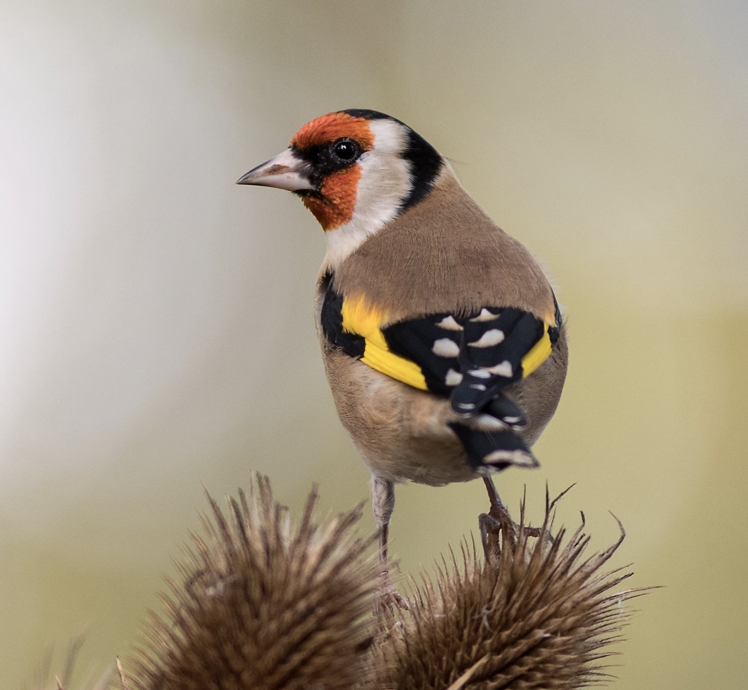 Goldfinch on teasel
