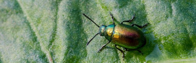 Leaf beetle