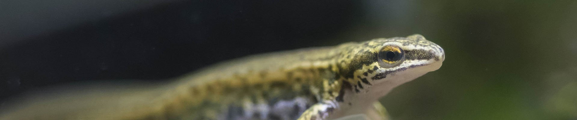 Palmate newt