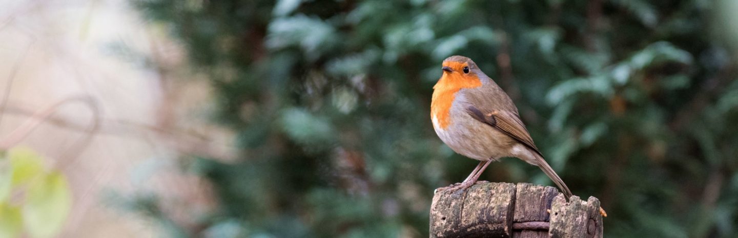 A robin sitting on a spade handle