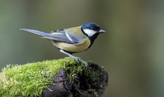 Great tit on moss covered branch