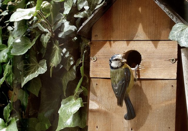 Blue tit feeding its chicks in a nestbox