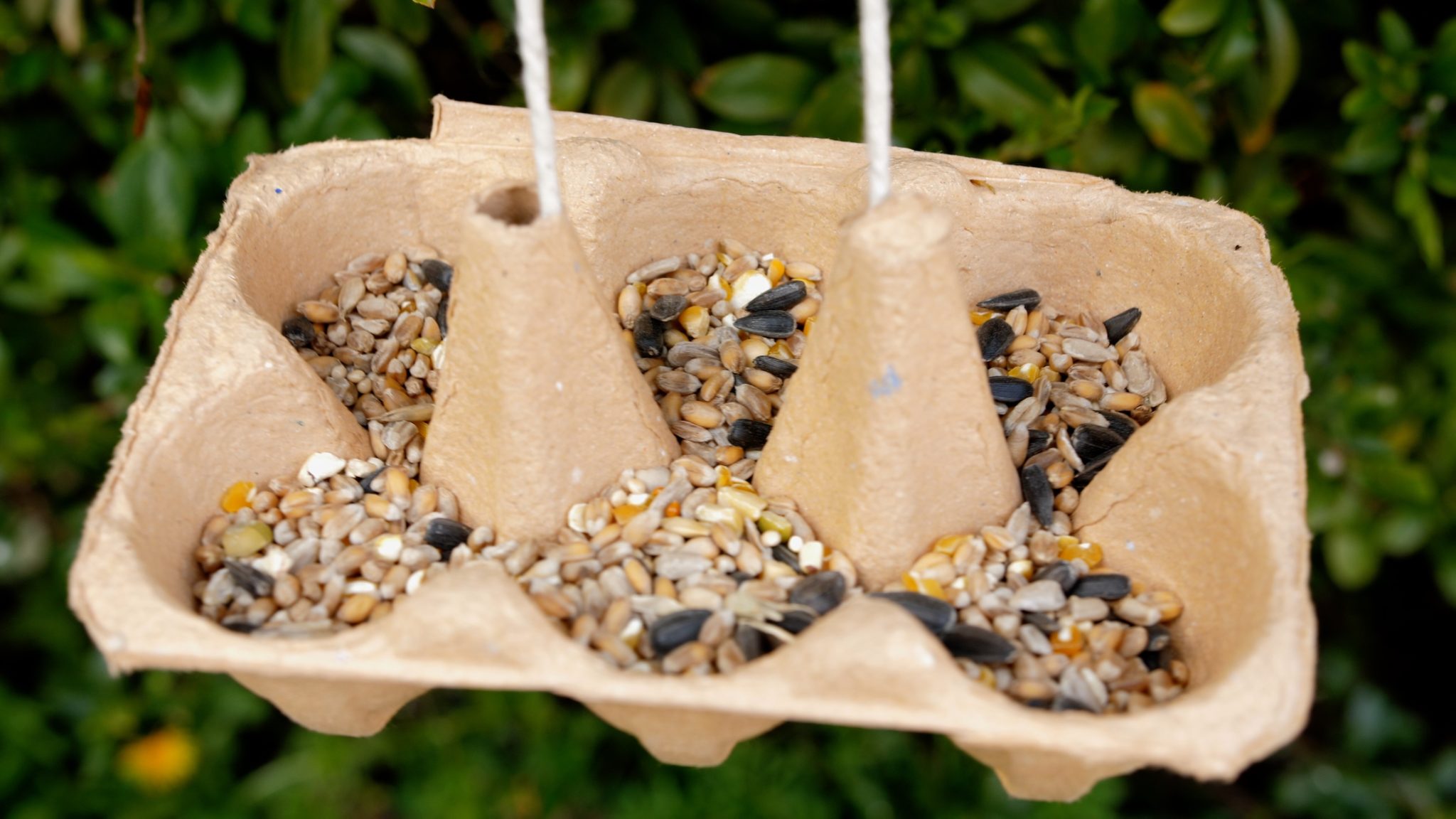 An egg box bird feeder filled with bird seed
