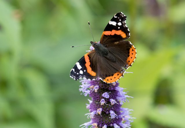 Red Admiral butterfly on purple flower