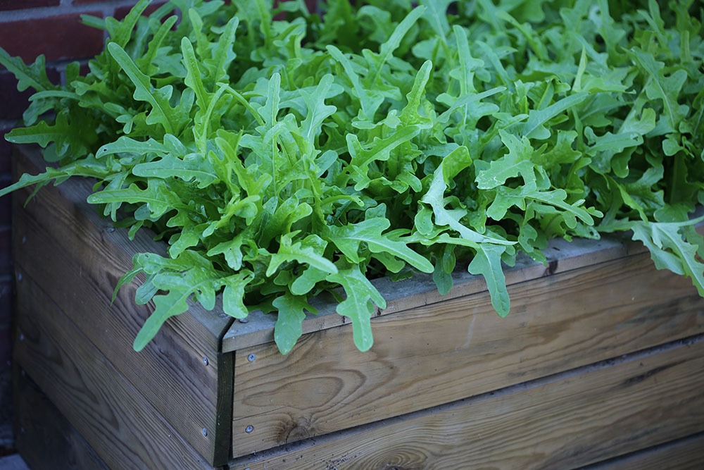 Lettuce growing in a raised bed