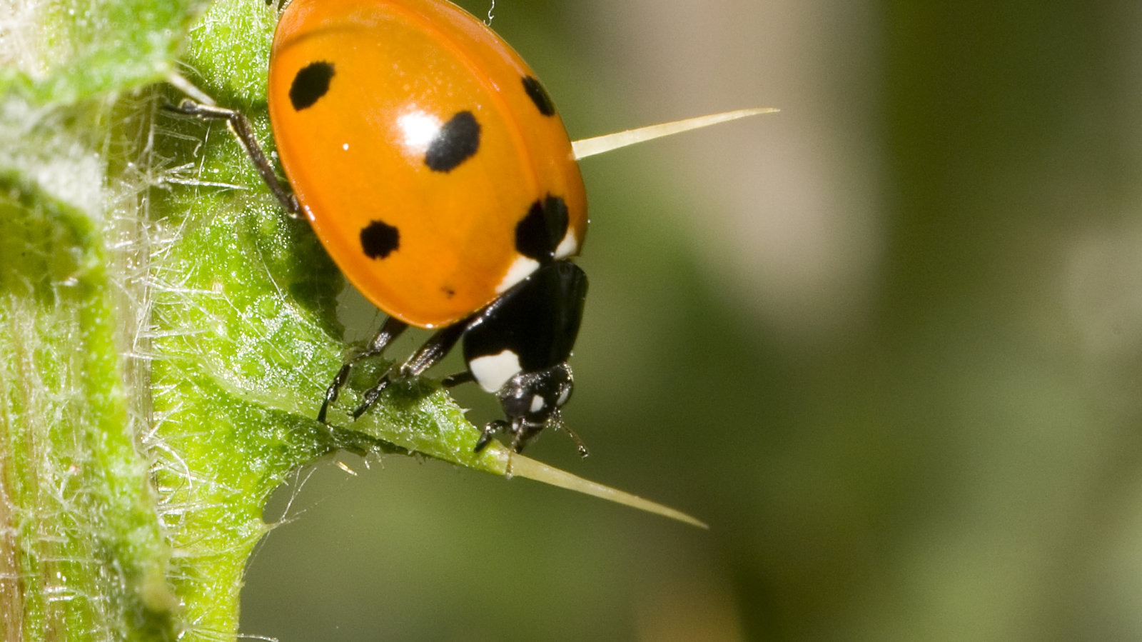 Seven spot ladybird