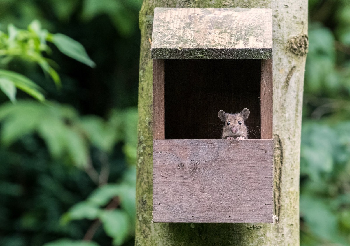 A mouse peeking out of a nest box