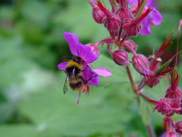 Bee on fuschia