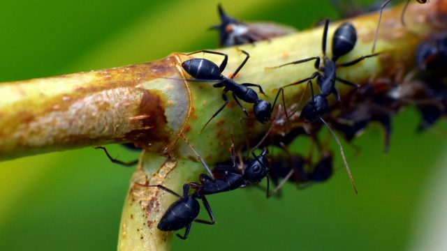 Black garden ants