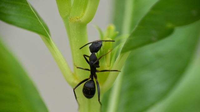 A black garden ant