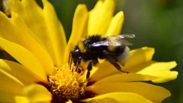 Buff tailed bumblebee