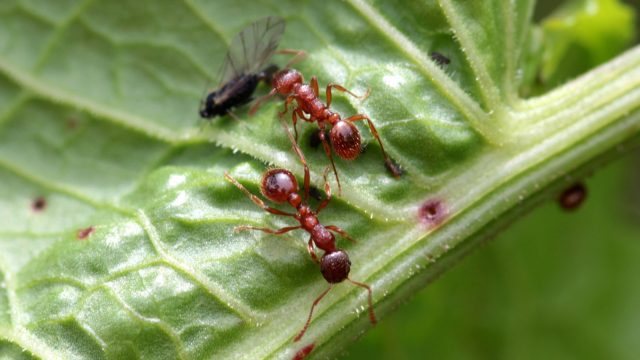 Common red ant