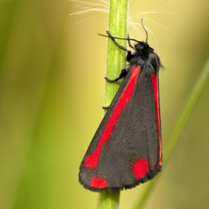 Cinnabar moth