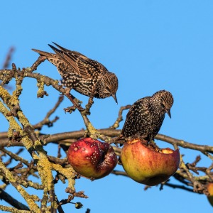 Starlings eating apple
