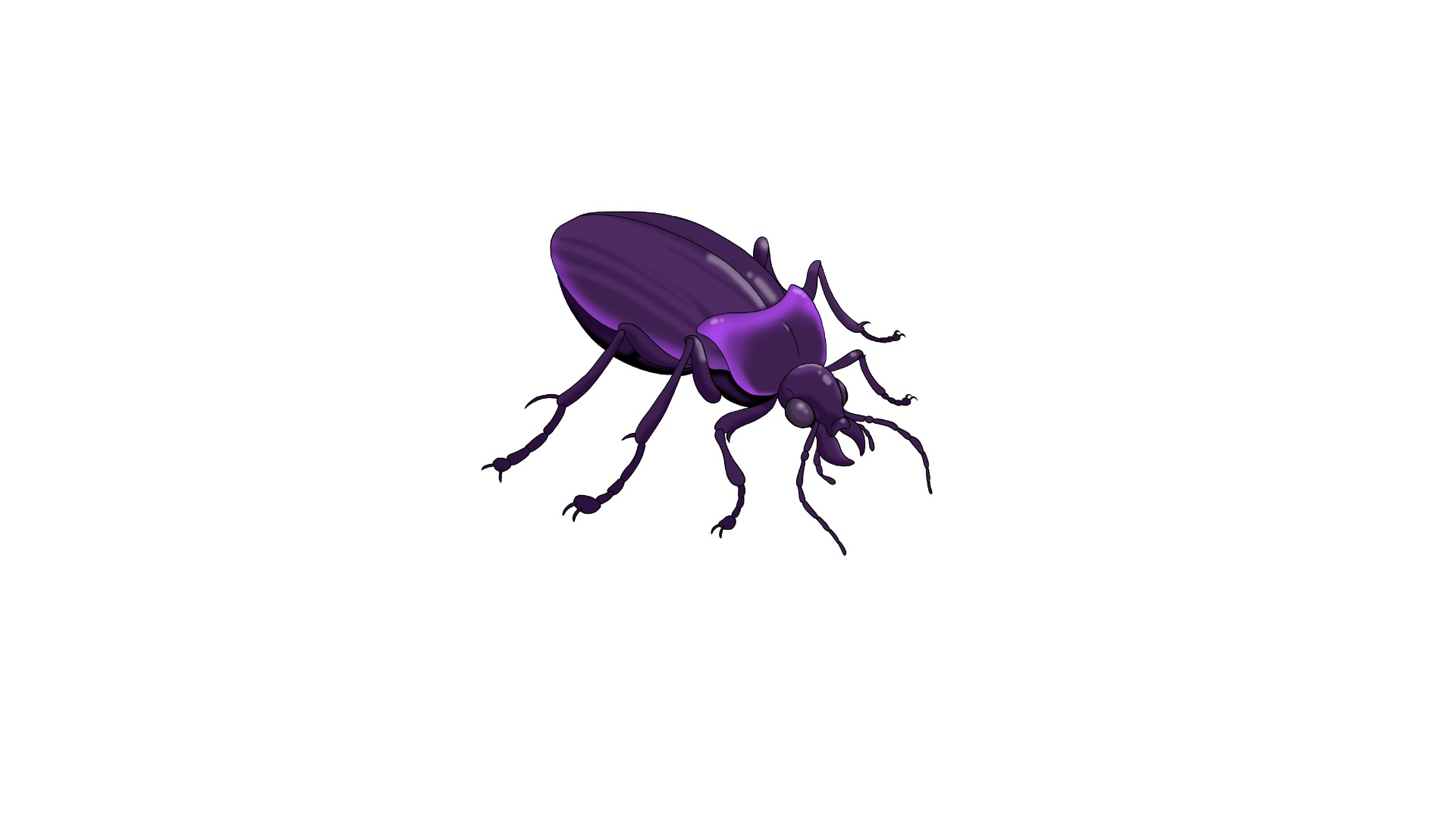 Violet ground beetle