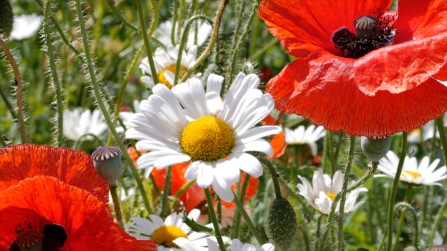 Poppies and oxeye daisies