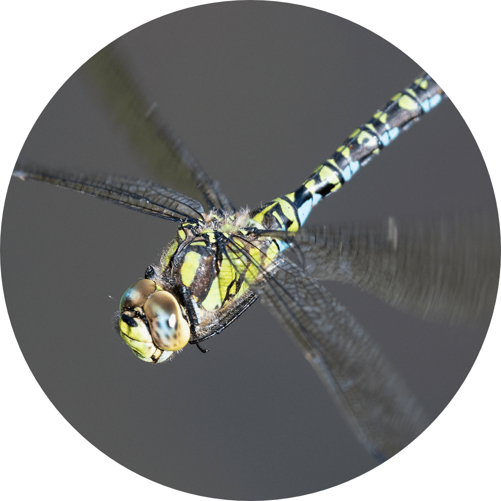 Southern hawker dragonfly