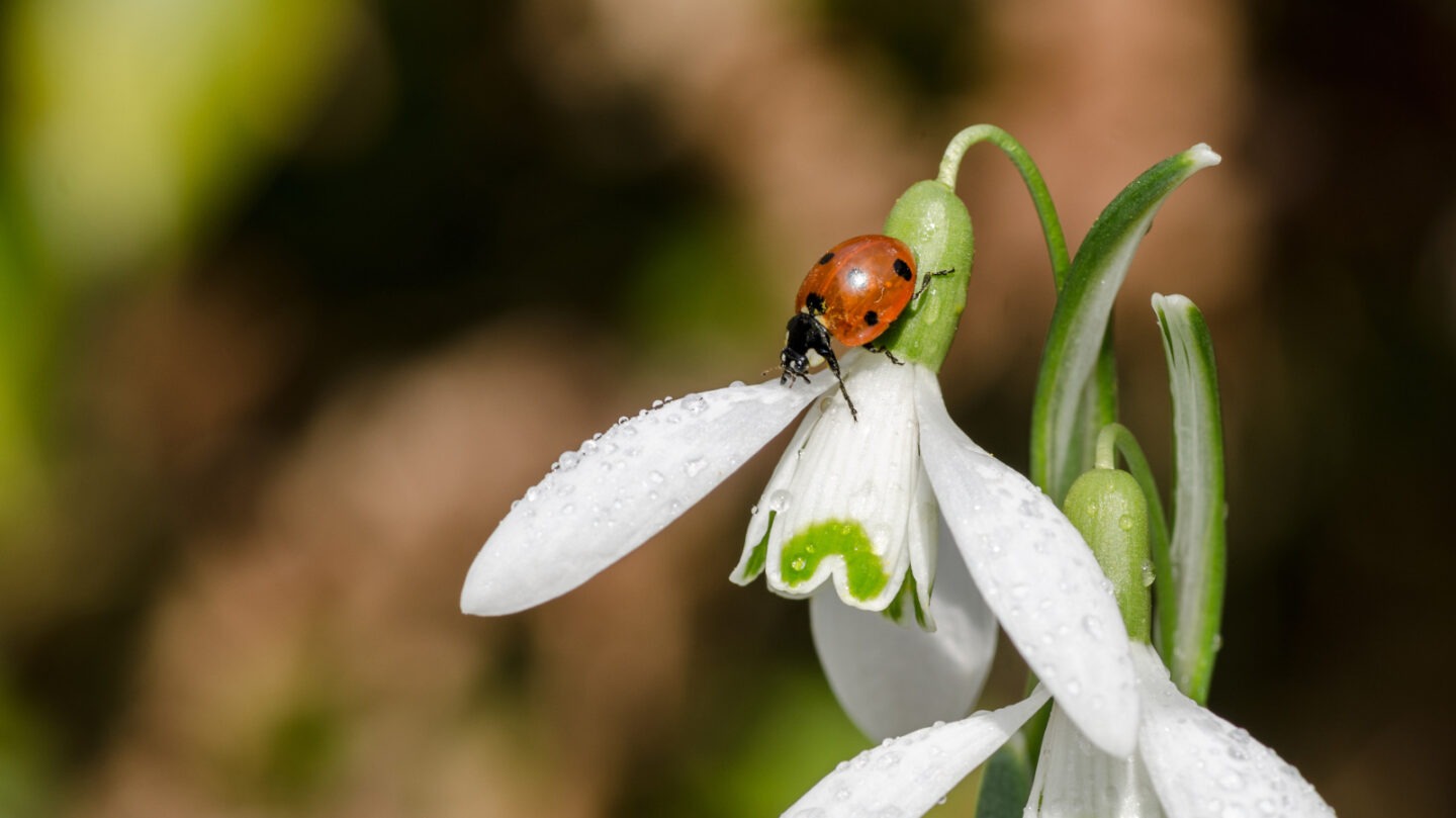 Ladybird on snowdrop