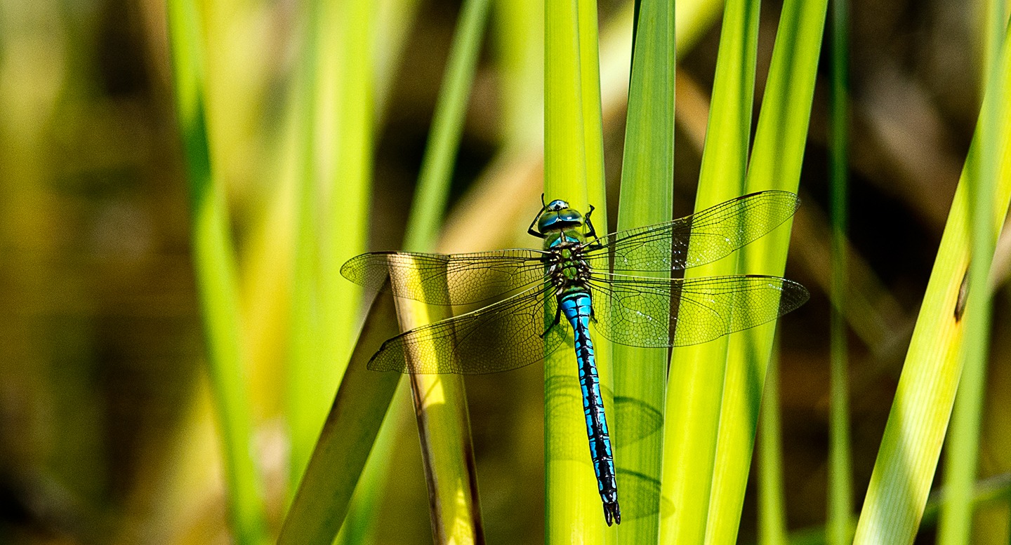 Emperor dragonfly