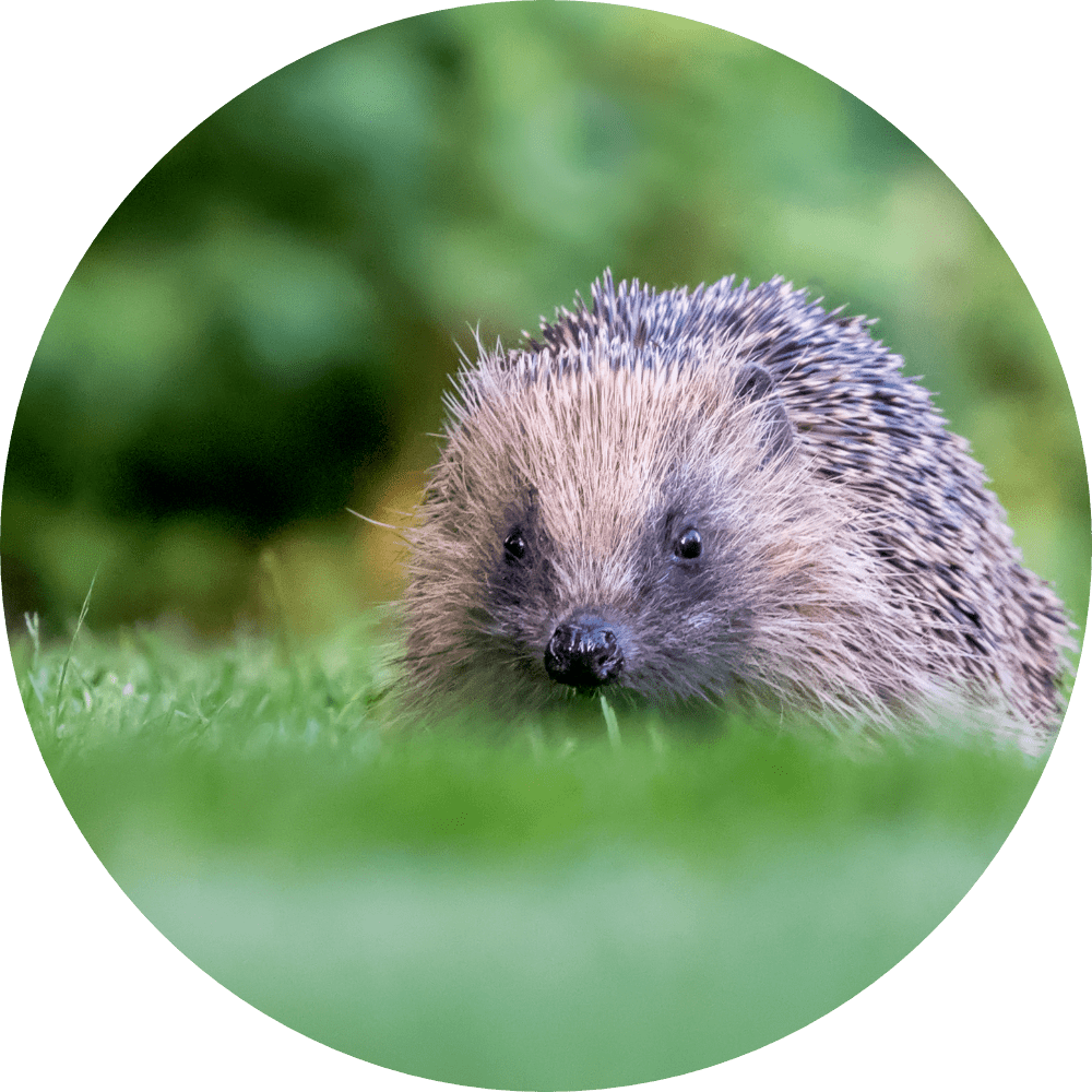 Hedgehog on lawn