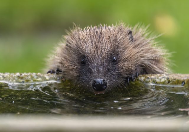 Hedgehog drinking