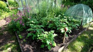 Andy's allotment