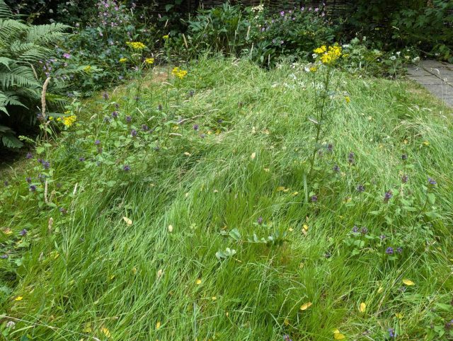 No Mow May lawn
