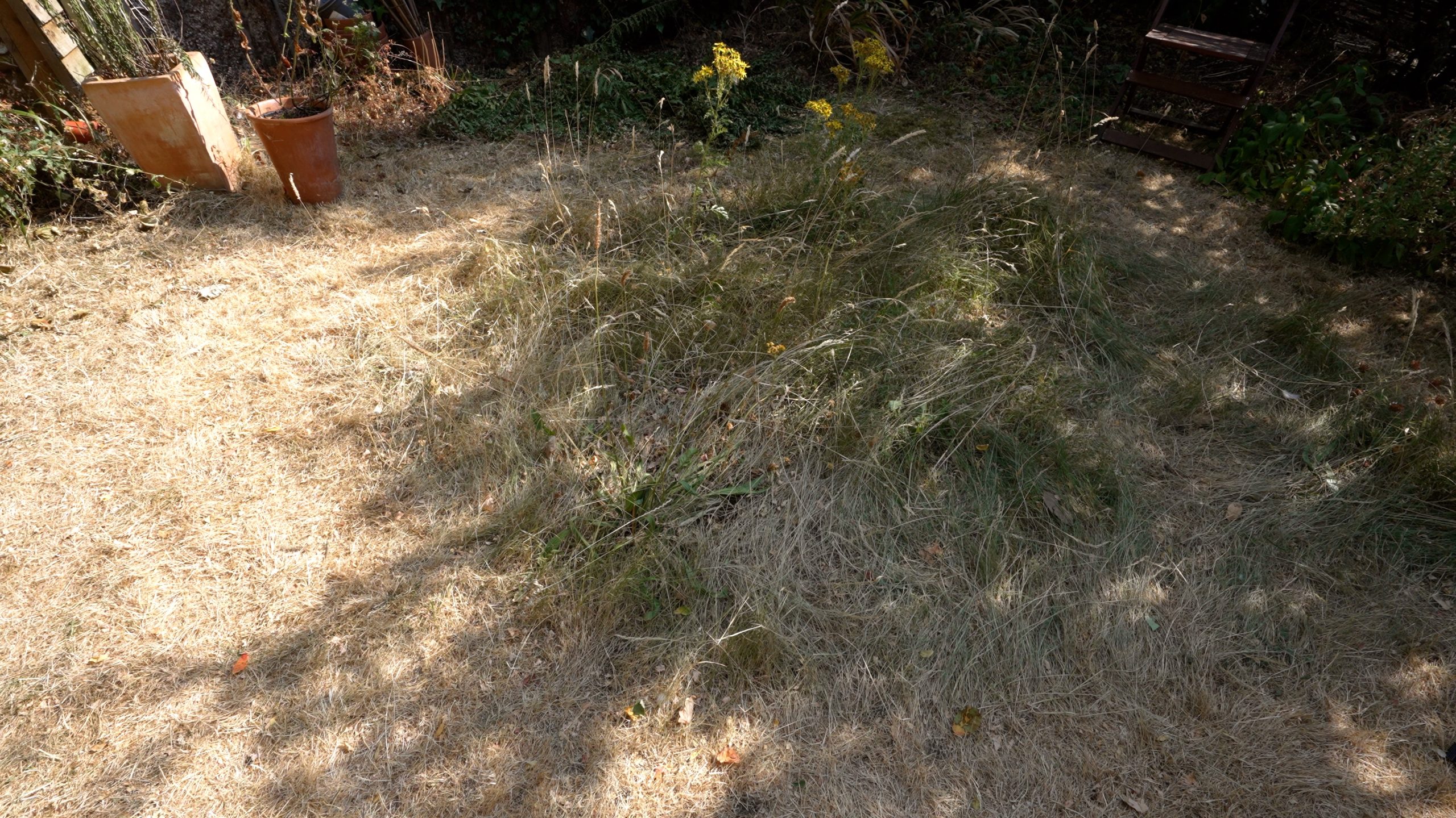 Dry yellow lawn with longer sections of greener grass