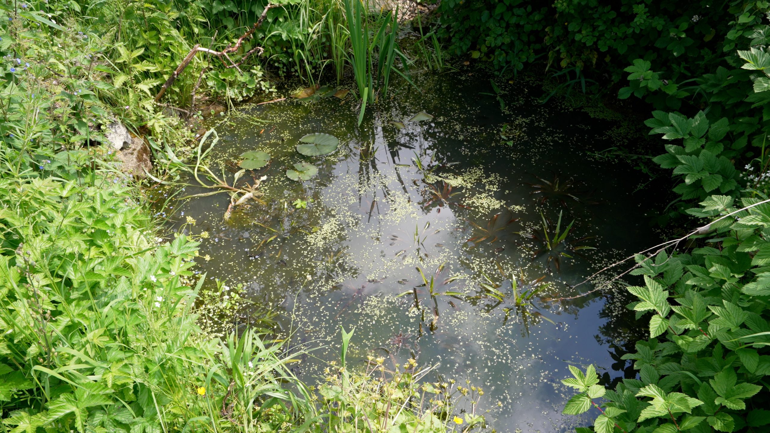 Wildlife pond