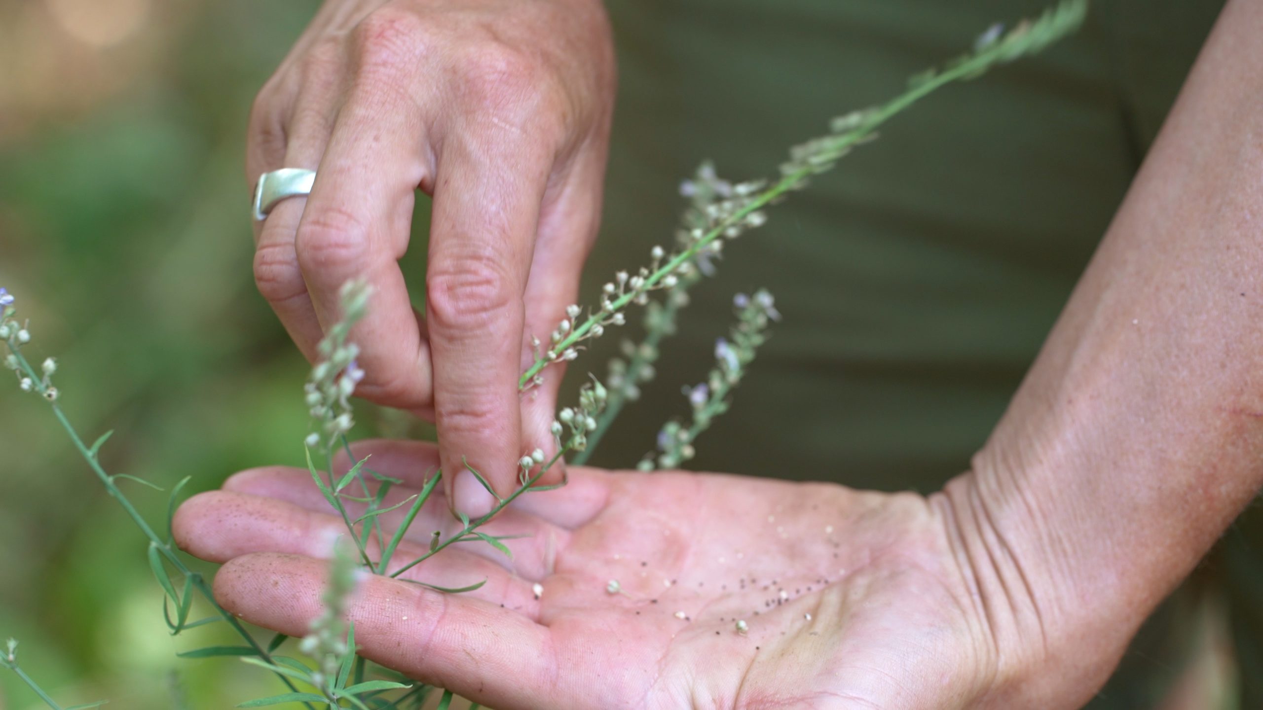 Toadflax seed