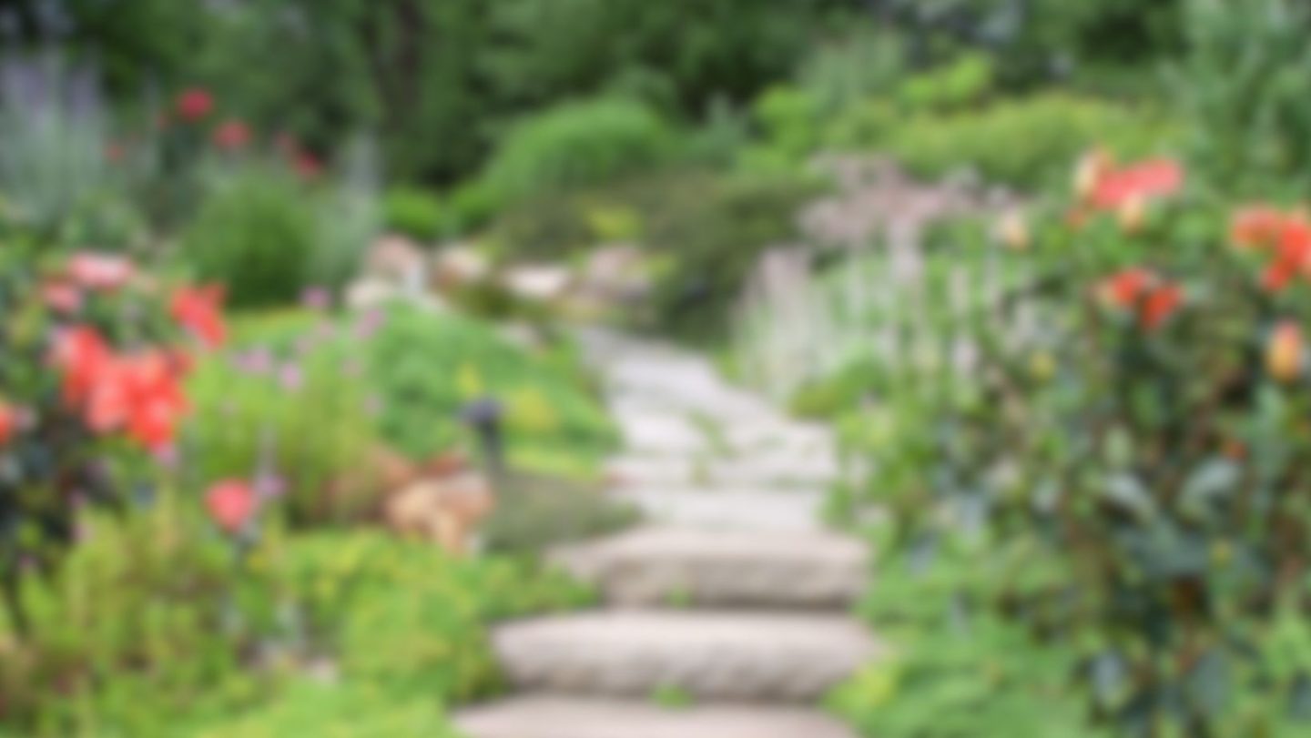 Wildlife garden