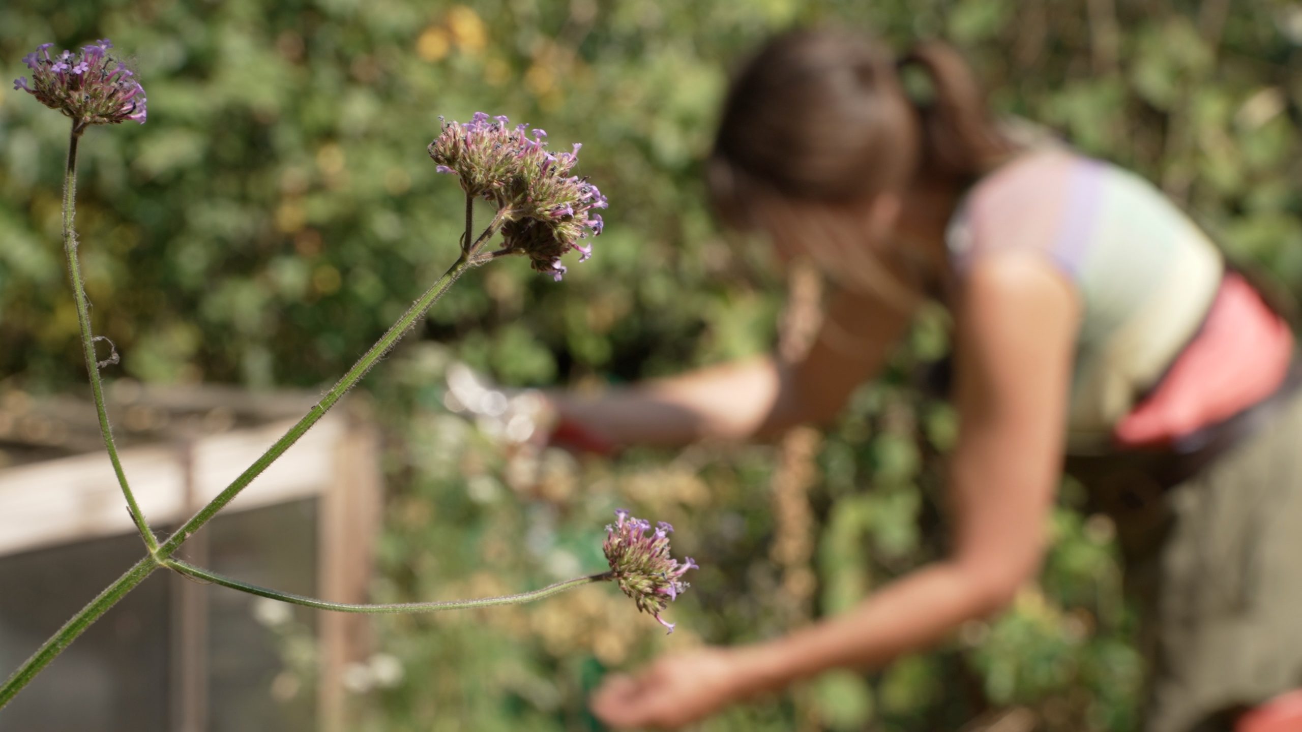 Ellie behind some verbena