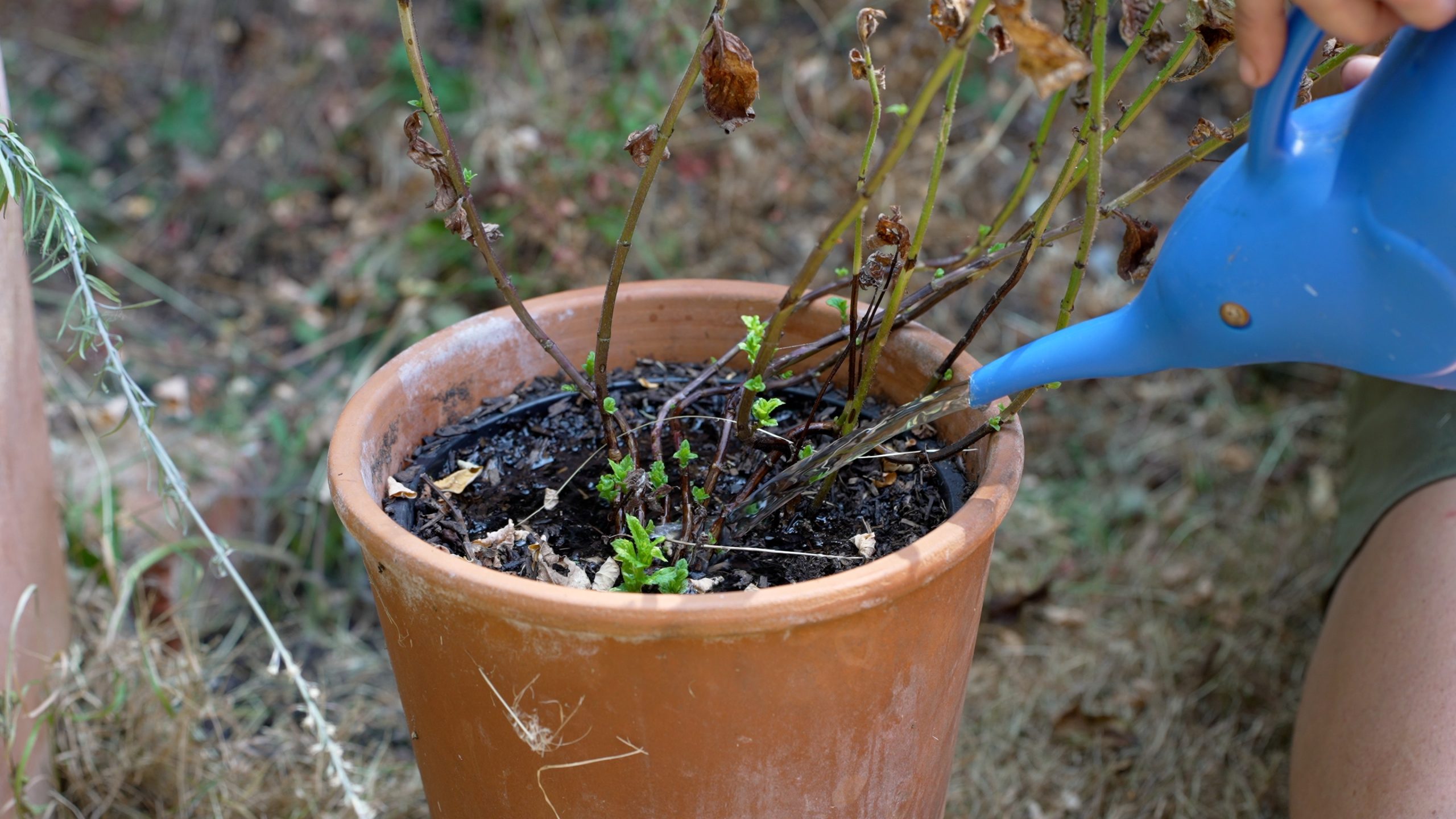 Watering a wilty plant in a pot