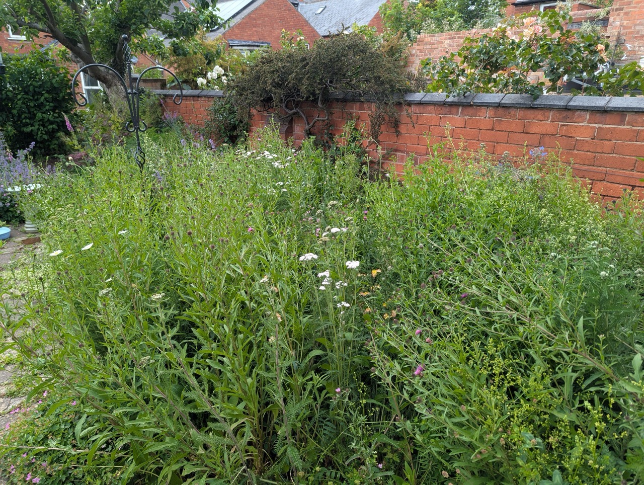 Native wildflower meadow